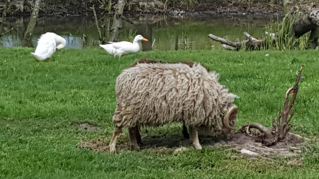 De Koegang Bed and breakfast