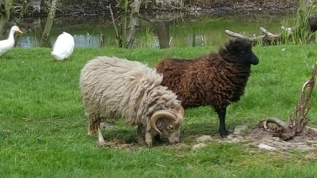 Bed and breakfast De Koegang *