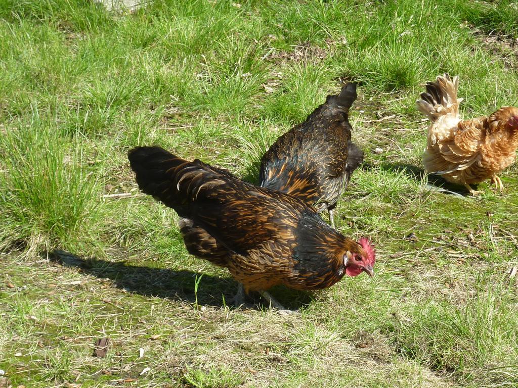 De Koegang Zuidermeer