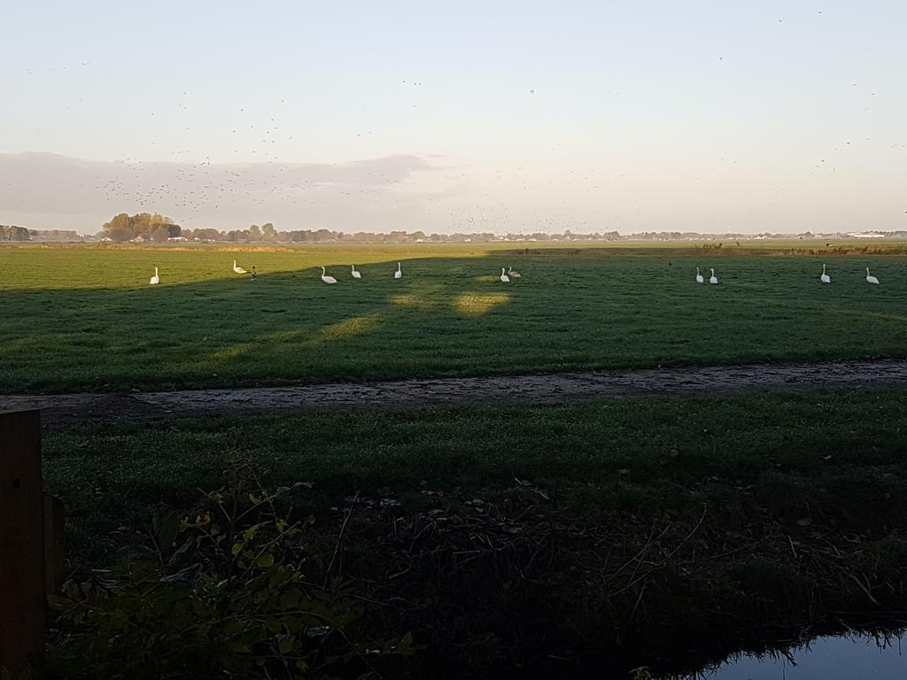 De Koegang Zuidermeer